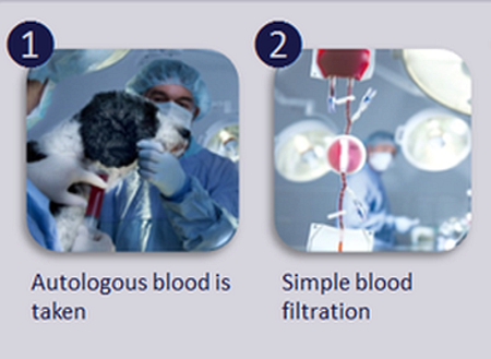 Platelet therapy is definitely an option for dogs suffering from osteoarthritis, or a tendon or ligament injury